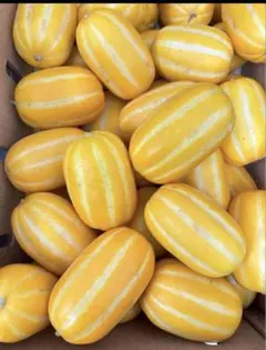 韓国産 マクワウリ 黄金瓜 鮮度抜群 3kg - メルカリ
