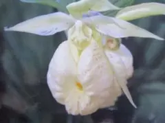 2026年最新】日本クマガイソウの人気アイテム - メルカリ