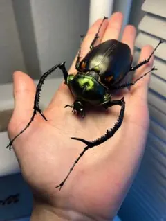 チャイロマルバネ クワガタ ♂ 最後の １頭！ チャイロマルバネ クワガタ ♂ 最後の 1頭！ - メルカリ