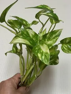 rubi様 リクエスト 2点 まとめ商品