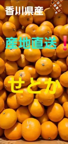 香川県産 せとか 産地直送❗５キロのサムネイル