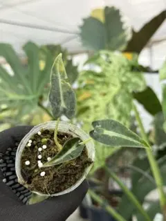 2025年最新】アンスリウムの人気アイテム - メルカリ