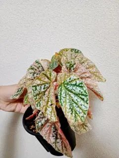 2025年最新】ベゴニアスノーキャップの人気アイテム - メルカリ