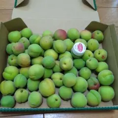 山形県産　節田梅　1キロのサムネイル
