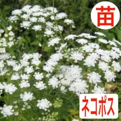 ちくわぶ様 リクエスト 2点 まとめ商品