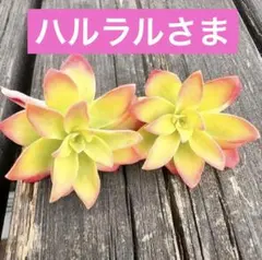 ハルラル様 リクエスト 3点 まとめ商品