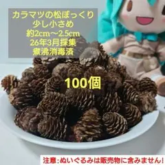 2026年最新】カラマツ 松ぼっくりの人気アイテム - メルカリ