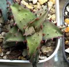 2025年最新】アロエ カスティロニアエの人気アイテム - メルカリ