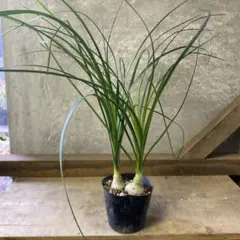 2025年最新】トックリランの人気アイテム - メルカリ