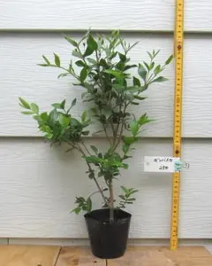 エアグルーヴ様 リクエスト 4点 まとめ商品