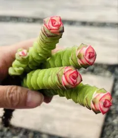 博子様 ご専用　值引100円　おまけ付き　リクエスト 3点 まとめ商品