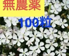 リッピア✴ヒメイワダレソウ 苗 メルカリ便発送‼️ - メルカリ