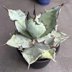 つかさ様 リクエスト 2点 まとめ商品