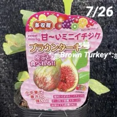 ①*ஐ薄皮で皮ごと食べれる*:ஐミニ・イチジク・苗木【ブラウンターキー】苗・５号のサムネイル