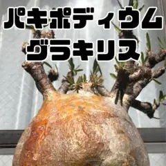 moca様 リクエスト 2点 まとめ商品