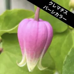 同梱☆クレマチス☆フェルマータピンク☆4号鉢☆超希少☆入手困難
