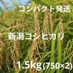 新潟産 従来コシヒカリ　白米 １升(1.5㎏) 令和７年産　米農家直送のサムネイル