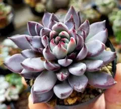 ま*こ様 青鬼　ミックスベリア　おらいさん　土付き発送　多肉