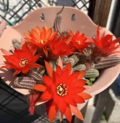 新種】多肉植物 花サボテン 白檀 2-80 (カキコ) - メルカリ