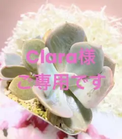 ꕤclara*様 リクエスト 5点 まとめ商品