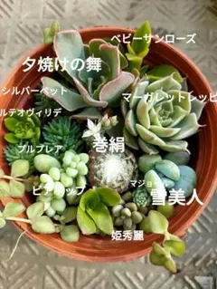 寄せ植え解体ꔛ‬せっと
