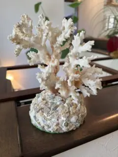 2026年最新】珊瑚オブジェの人気アイテム - メルカリ