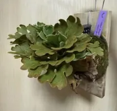 【期間限定出品】P. ridleyi 'Dwarf Silvery'のサムネイル