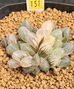 ハオルチア 新氷砂糖錦 極上斑 - メルカリ