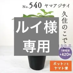 ポットごとヤマト便541】ヤマアジサイ 1年生苗 玉の露てまり - メルカリ