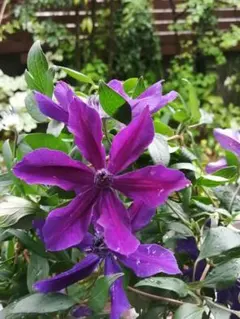 びーとる様 リクエスト 2点 まとめ商品