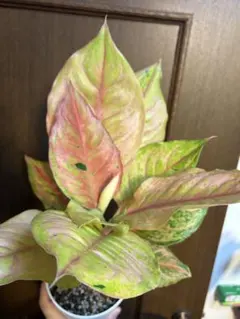 サザナミインコ　様　1点　アグラオネマ　ピンク　プレステージ　観葉植物 サザナミインコ 様 1点 アグラオネマ ピンク プレステージ 観葉植物