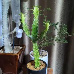 P*Y様 希少種【多肉植物】ユーフォルビア・イエローゴースト（4号深型スリット鉢 P*Y様 希少種【多肉植物】ユーフォルビア・イエローゴースト（4