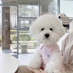 犬用 ポロシャツ