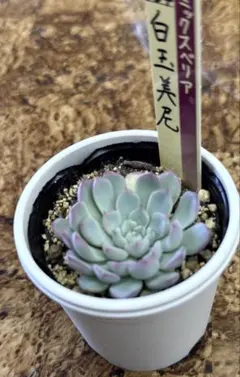 2025年最新】ミックスベリア 白玉美尼の人気アイテム - メルカリ