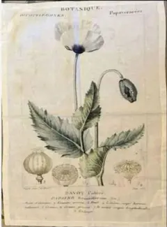 マニーグラッシュマン☆ケシ ボタニカルアートのファブリックパネル