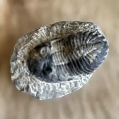 Item thumbnail for item 47f16d40-8ac9-465b-bfe9-9629c6dc756c