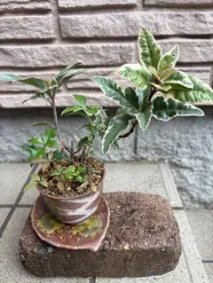 ごんちゃんのママ様 リクエスト 3点 まとめ商品