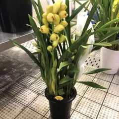 2026年最新】シンビジウム 苗の人気アイテム - メルカリ