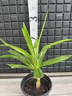 パンダンリーフ• ニオイタコノキ •ใบเตย•LÁDỨA 苗　1本　五年目 パンダンリーフ• ニオイタコノキ •ใบเตย•LÁDỨA 苗 1本 五年目 - メルカリ