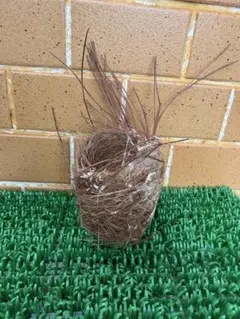 Item thumbnail for item 2d29e1ea-ab18-44c9-a343-115ce4952da2