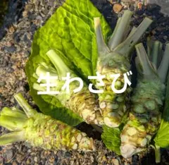 2026年最新】わさび 苗の人気アイテム - メルカリ