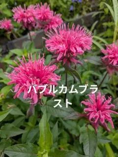 ハーブ ベルガモット 花苗 ラベンダーカラー 10苗セット - メルカリ