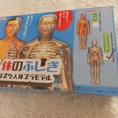 人体のふしぎ プラスチックモデル (スケルトン吉)モデル1個。