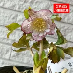 クリスマスローズ　八重　蜃気楼　大木ナセーリー　オリジナル株　苗　鉢　バラ