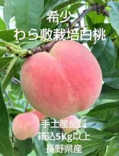 希少わら敷栽培白桃（手土産品質）長野県産箱込5kg以上 希少わら敷栽培白桃（手土産品質）長野県産箱込5kg以上 - メルカリ