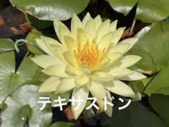 2026年最新】睡蓮苗の人気アイテム - メルカリ