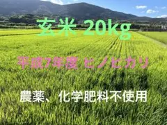掘り立て発送‼️徳島産無農薬いんかのめざめ2L20キロ 掘り立て発送‼️徳島産無農薬いんかのめざめ2L20キロ - メルカリ
