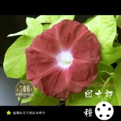 ★朝顔の種 ５粒 団十郎専門栽培 2025年産★APR51のサムネイル
