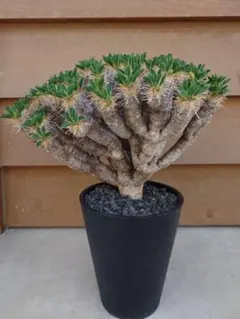 2025年最新】ギラウミニアナ種子の人気アイテム - メルカリ