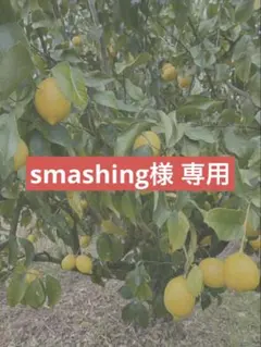 瀬戸田産レモン　減農薬栽培　２.４キロ　【smashing様 専用】